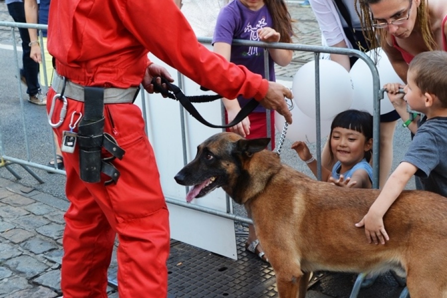 Hunde des Zivilschutzes lassen sich bereitwillig vom Publikum streicheln