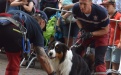 Demonstration Rescue Dogs